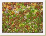 2005-10-31 20-05-42 Octobre 65,4mm 1_60_eme F3,5 * 2592 x 1944 * (3.39MB)